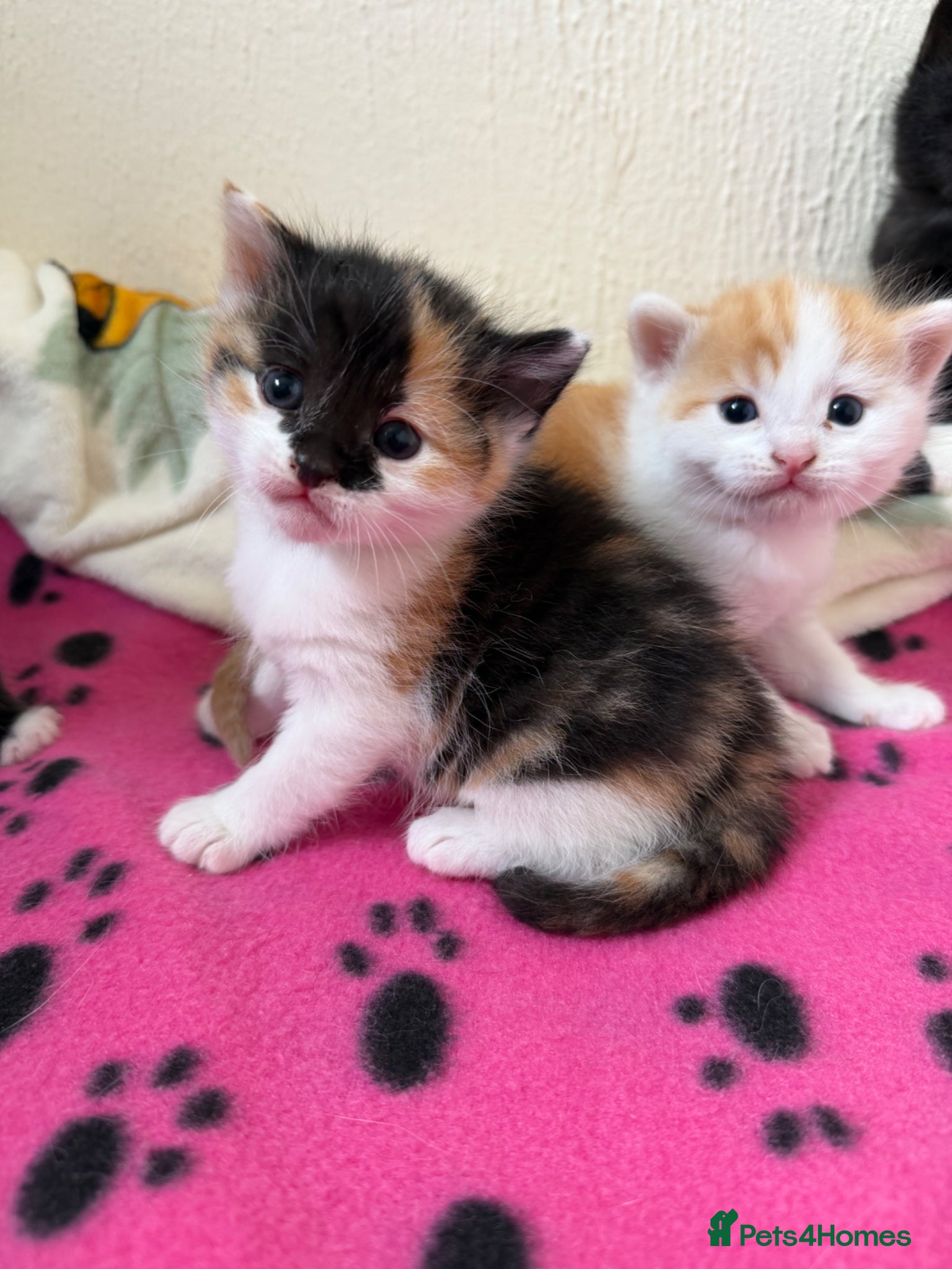 Domestic Shorthair cats Beautiful Kittens  - Advert 3