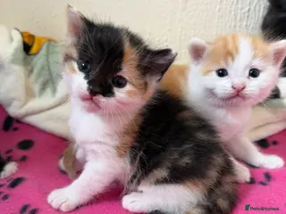 Domestic Shorthair cats Beautiful Kittens - Advert 3