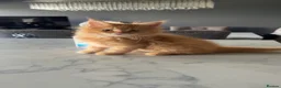 Maine Coon cats for sale: Beautiful Maine coon Kittens 4 left ready to leave - Advert 5