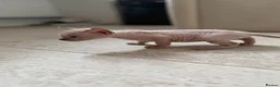 Sphynx cats for sale: Stunning sphinx kittens  - Advert 33