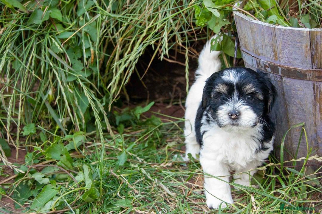 Lhasa Apso dogs for sale: Rare 5* Kyi-Leo Puppies ready for loving homes NOW - Image 12