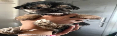 Mixed Breed Puppy 3