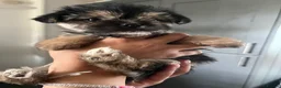 Mixed Breed dogs for sale: Fluffy Toy morkie puppies  - Advert 16