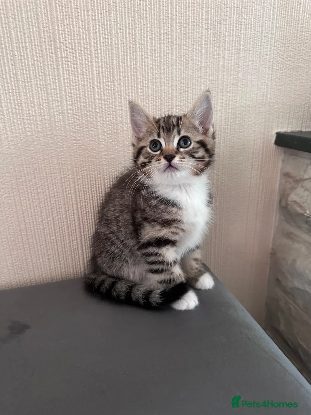 Mixed Breed cats for sale: 5 beautiful kittens  - Advert 2
