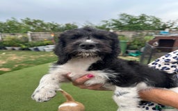 Mixed Breed dogs for sale: POOGLE Puppies READY NOW - Image 9