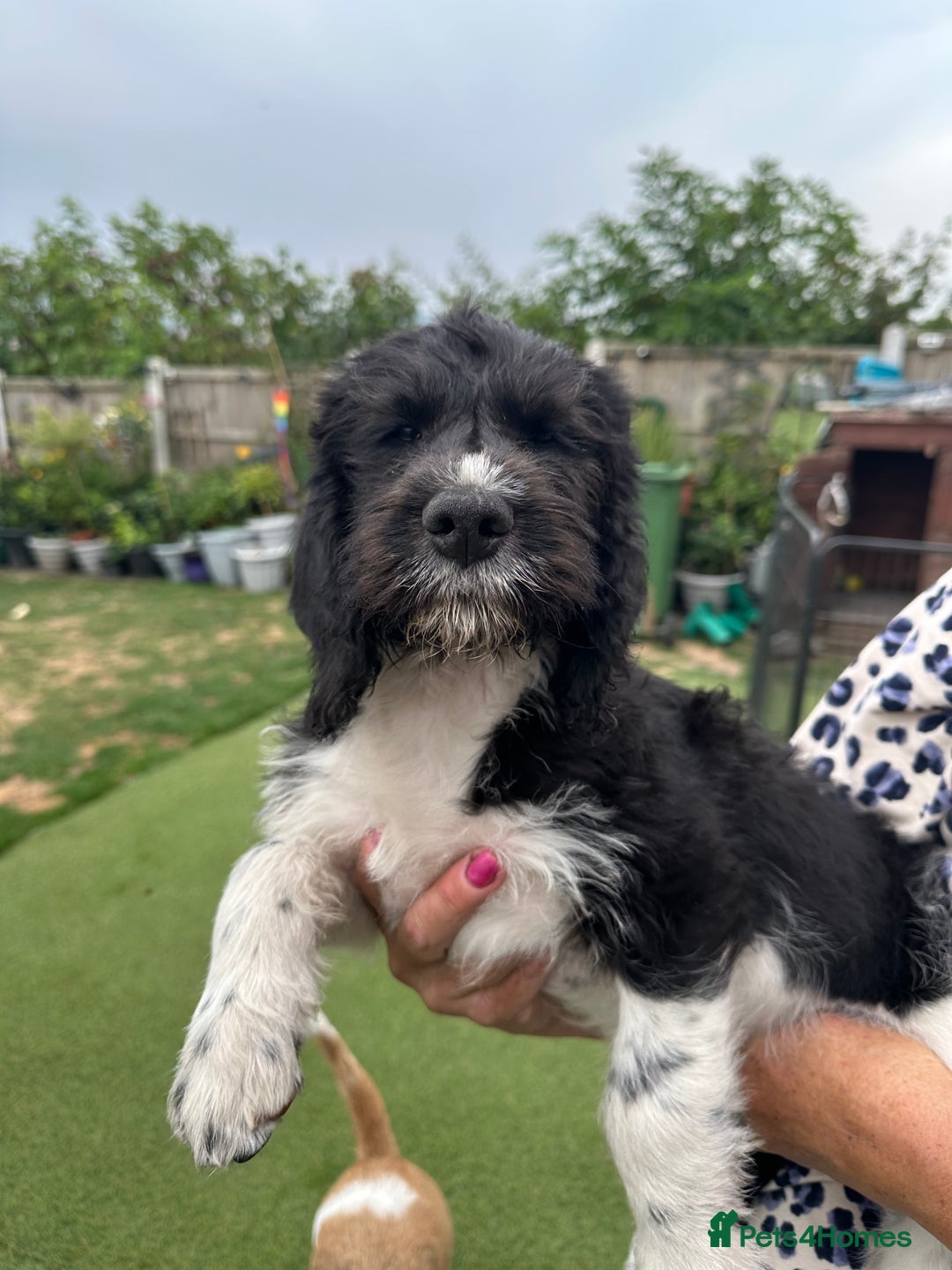 Mixed Breed dogs for sale: POOGLE Puppies READY NOW - Image 9