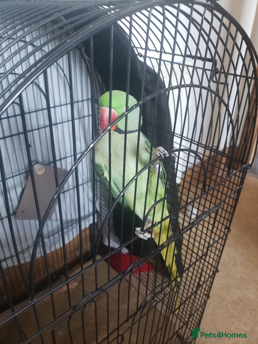 Parrots birds for sale: Parrot for sale - Advert 1