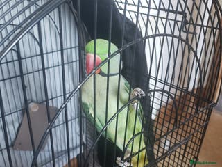 Parrots birds Parrot for sale - Advert 16
