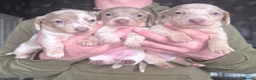 Dachshund dogs for sale: Minature short haired Daschunds - Advert 13