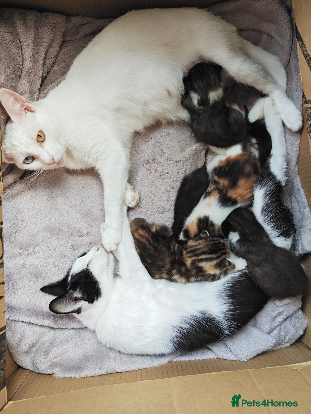 Khao Manee cats for sale: Mixed price Khao Manee kittens  - Image 26