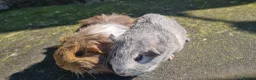 Guinea Pig rodents for sale: Female guinea pigs. in Totnes - Advert 5