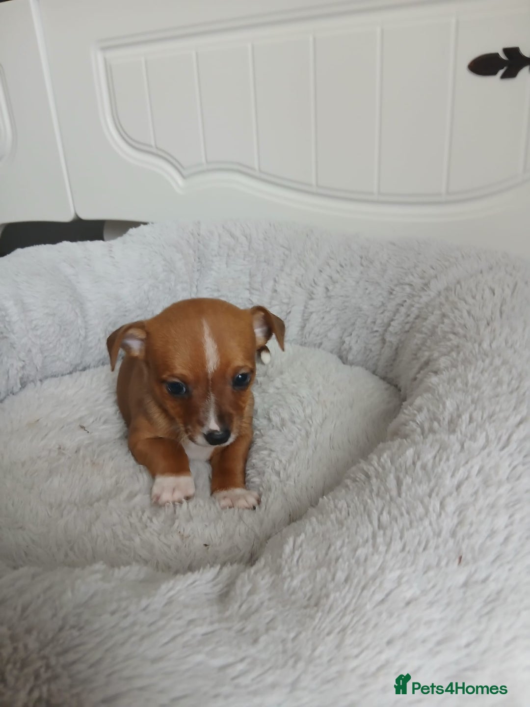 Chihuahua dogs for sale: Gorgeous chihuahua pups for sale  - Image 12