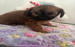 Mixed Breed dogs for sale: Lovely little shipoo pups  - Advert 6