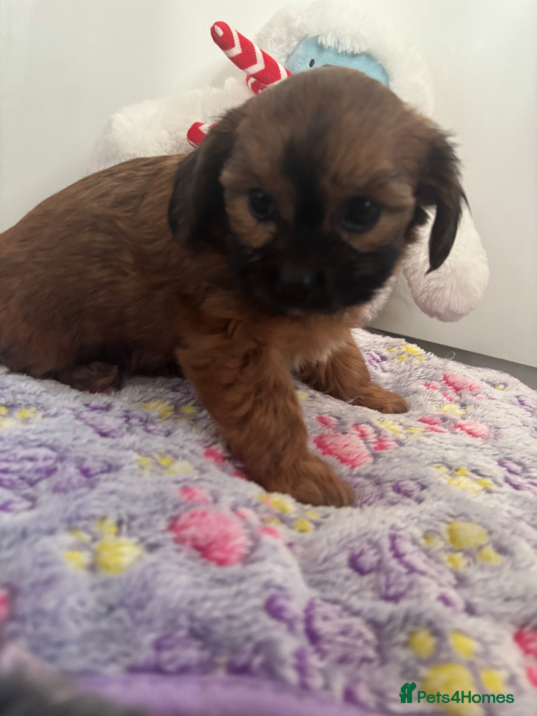 Mixed Breed dogs for sale: Lovely little shipoo pups  - Advert 6