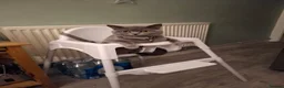 British Shorthair cats for sale: Male Cat  in Birmingham - Advert 1