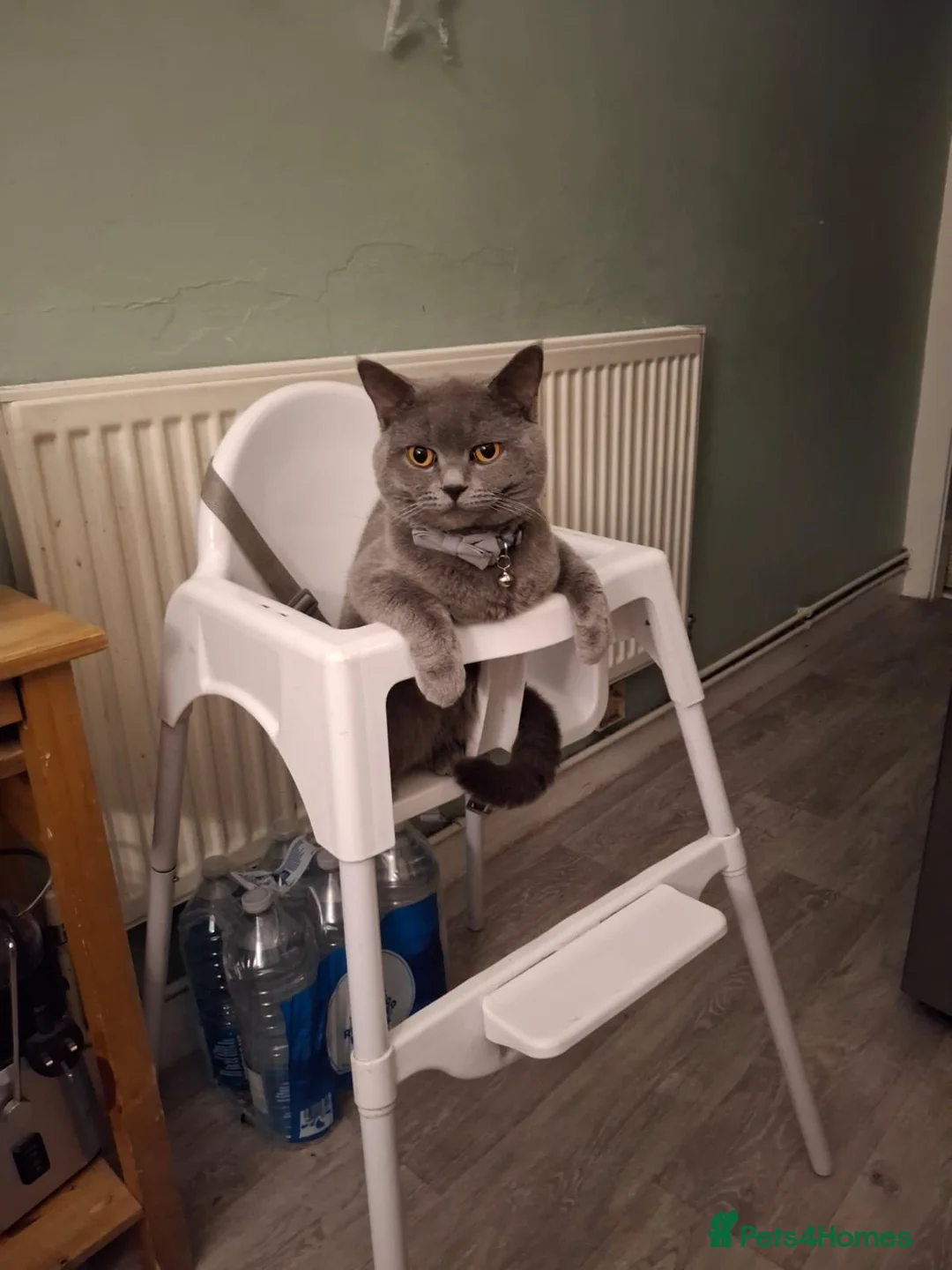 British Shorthair cats for sale: Male Cat  in Birmingham - Advert 1