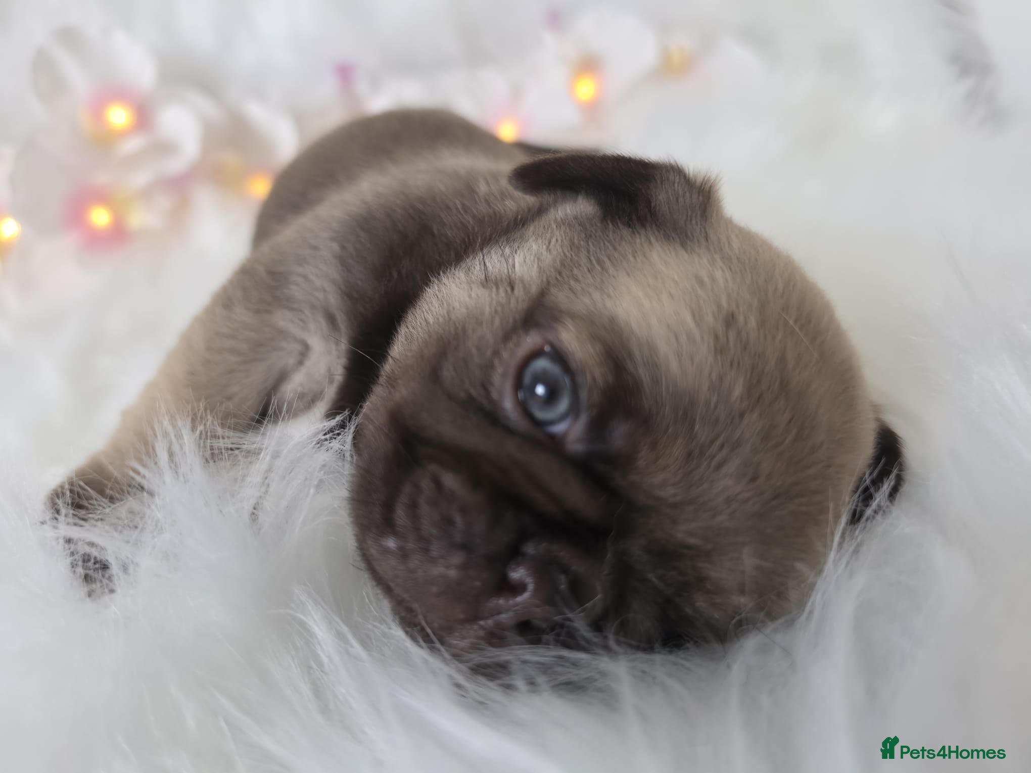 Pug dogs Royal Blue Litter - Exclusive Showline  - Advert 2