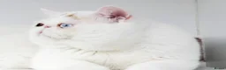 Exotic cats for sale: Extremely rare exotic female kitten - Advert 12