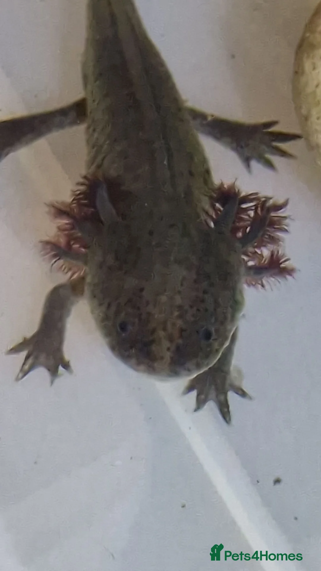 Axolotl reptiles for sale: Axolotl (Wild, Male) - Advert 1