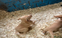 Mixed Breed dogs for sale:  8 Kelpie x labrador Puppies for sale  - Image 23