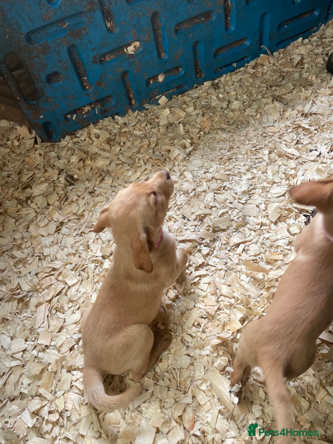 Mixed Breed dogs for sale:  8 Kelpie x labrador Puppies for sale  - Image 23