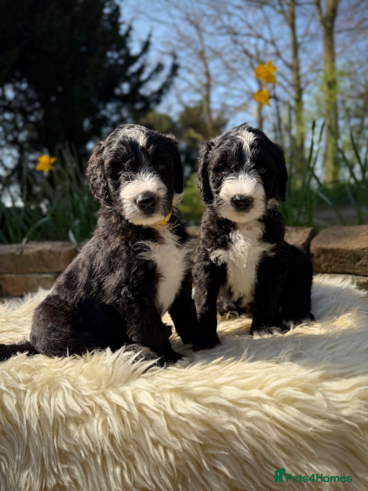Sheepadoodle dogs F1 Sheepadoodle Puppies🤍 - Advert 13