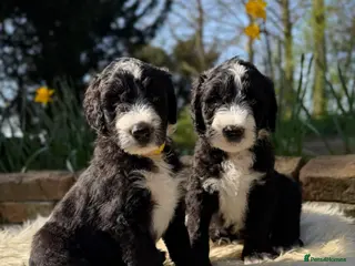 Sheepadoodle dogs F1 Sheepadoodle Puppies🤍 - Advert 13