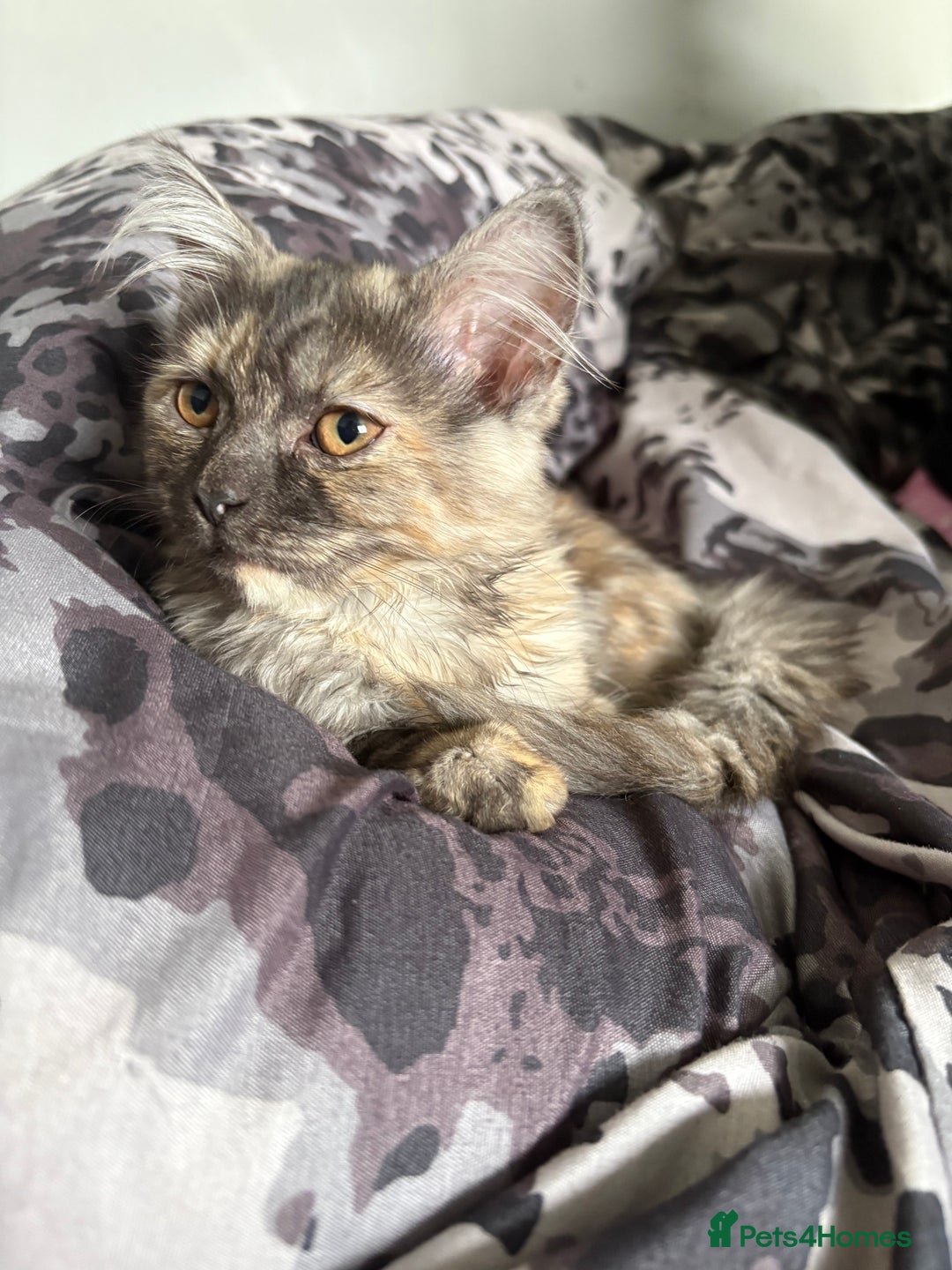 Mixed Breed cats for sale: Kitten for sale  - Image 2