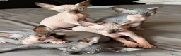 Sphynx cats for sale: Beautiful sphinx kittens  - Advert 11