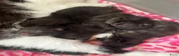 Domestic Shorthair cats for sale: 4 black male kittens - Advert 3