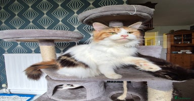 Maine Coon cats - Advert 2