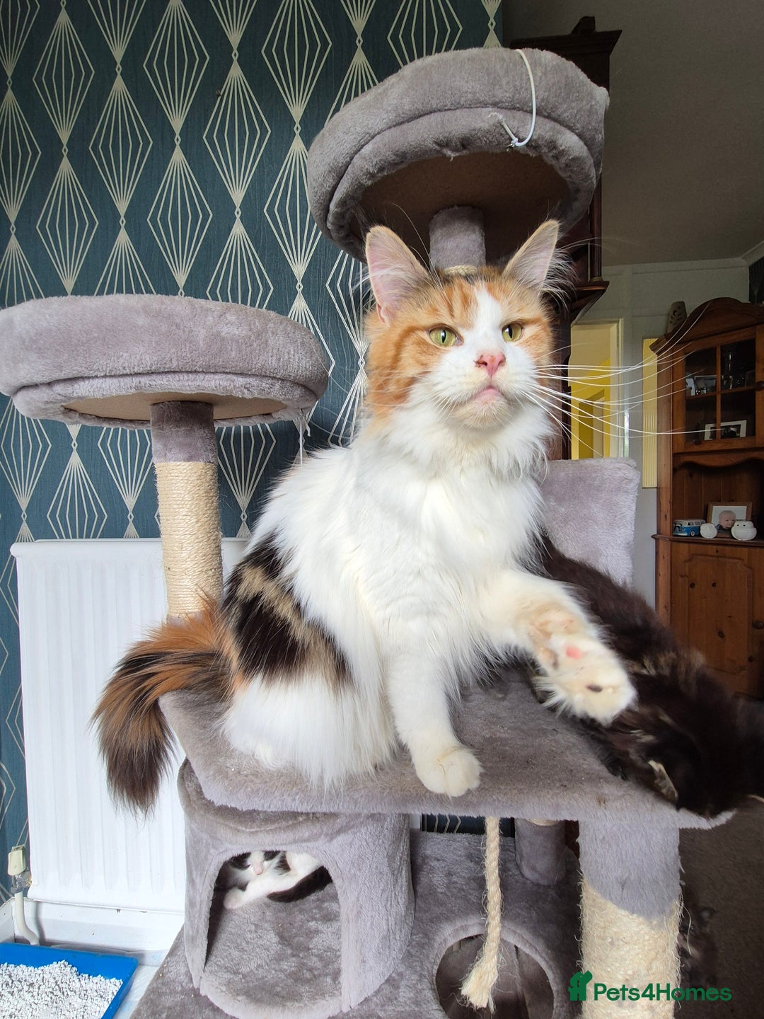 Maine Coon cats for sale: Beautiful Classic Tabby Girl - Image 3