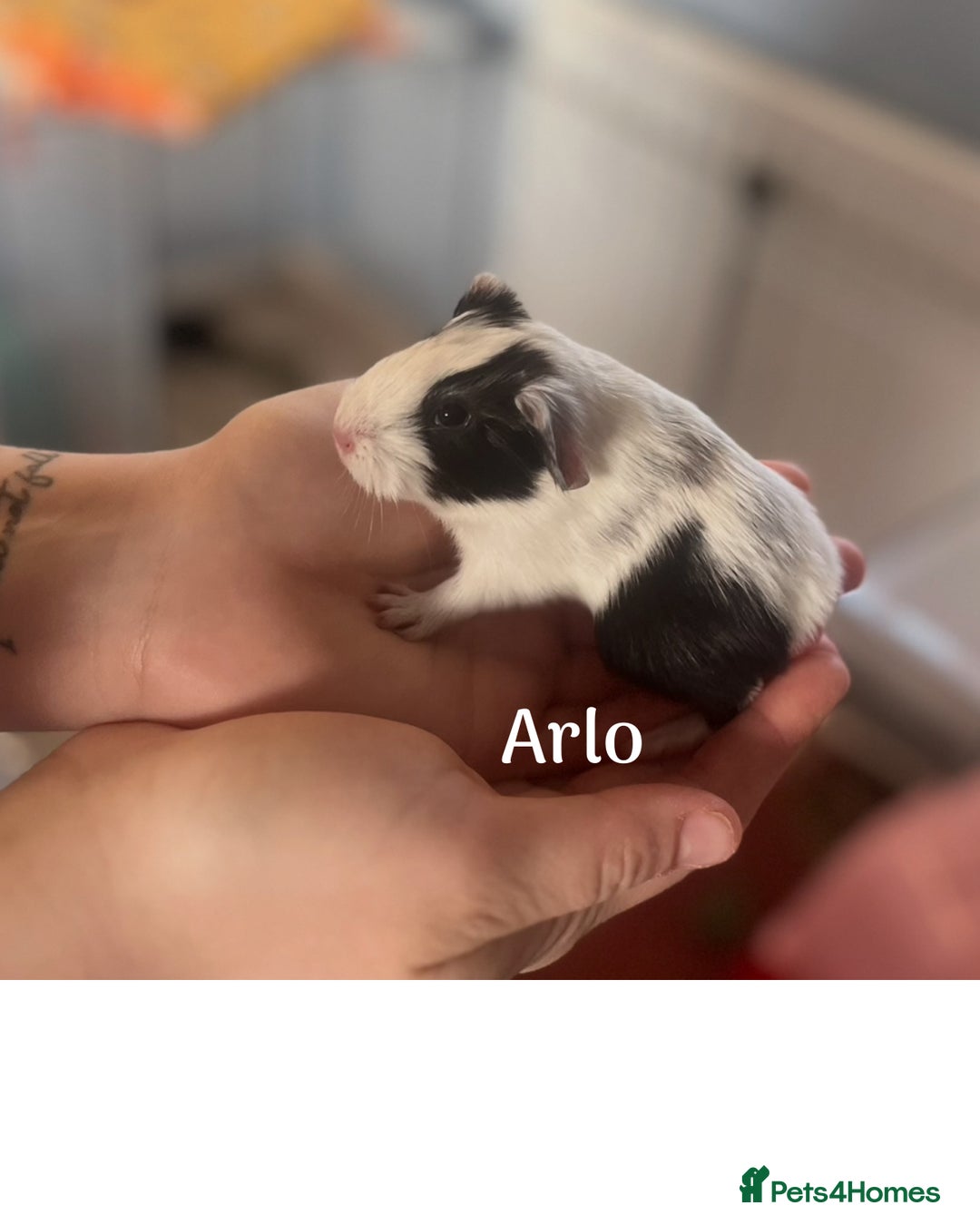 Guinea Pig rodents for sale: Male guinea pigs x3 - Advert 1