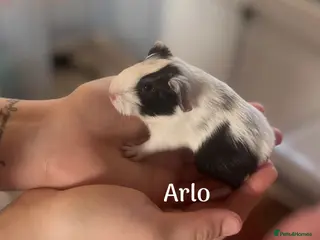 Guinea Pig rodents Male guinea pigs x3 - Advert 13