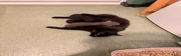 Mixed Breed cats for sale: 2 beautiful black kittens in Tavistock - Advert 9