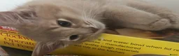 Somali cats for sale: Somali longhair boys in Uxbridge - Advert 4