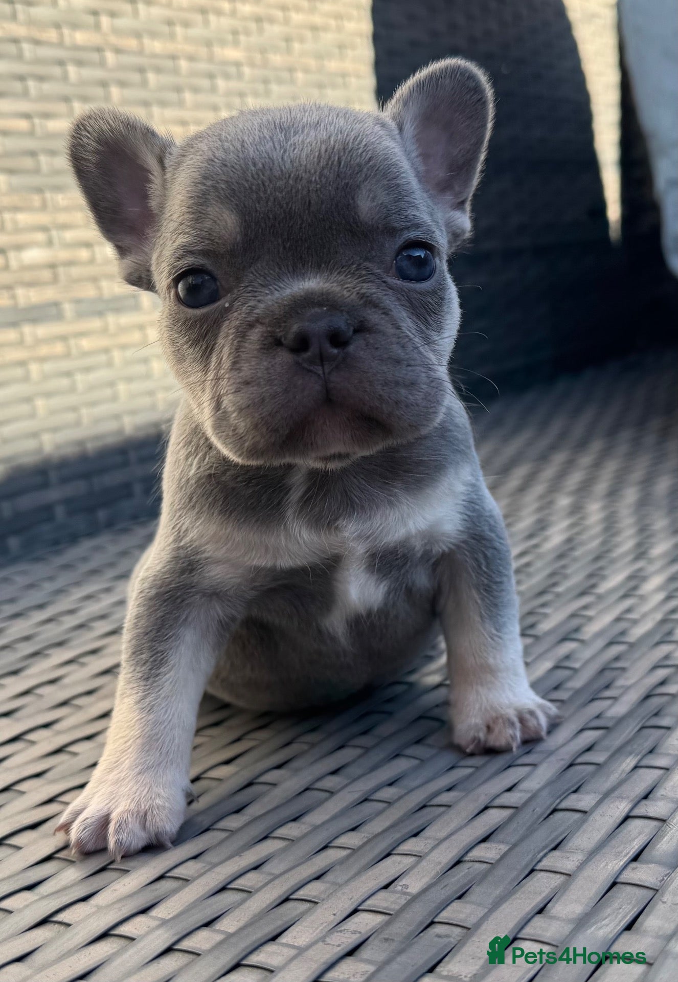 French Bulldog dogs HEALTH TESTED QUALITY FRENCH BULLDOG PUPPIES - Advert 1