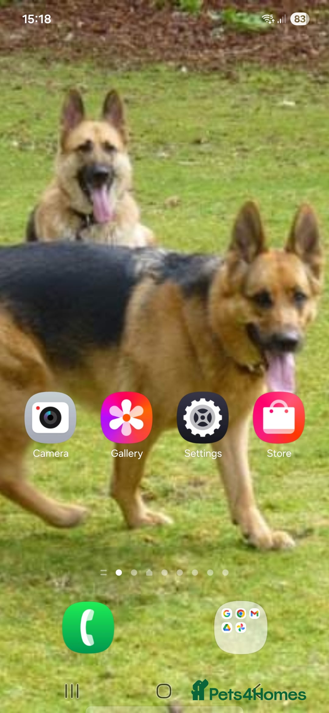 German Shepherd dogs for sale: APPROVED GSD PUPPIES,BLACK AND TAN,SABLE,SEE ALL P - Advert 12