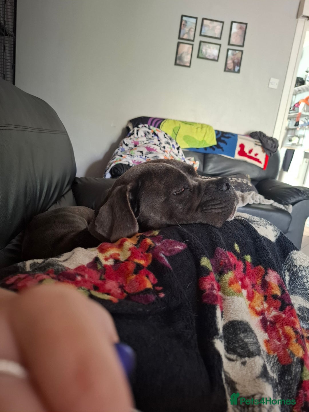 Cane Corso dogs for sale: Sandro  - Image 5