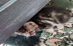 Exotic cats for sale: mixed breed tabby kittens - Advert 7