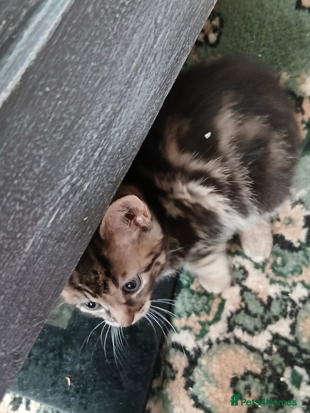 Exotic cats for sale: mixed breed tabby kittens - Advert 7