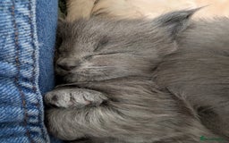 Maine Coon cats for sale: Beautiful Maine Coon Kittens - Image 4