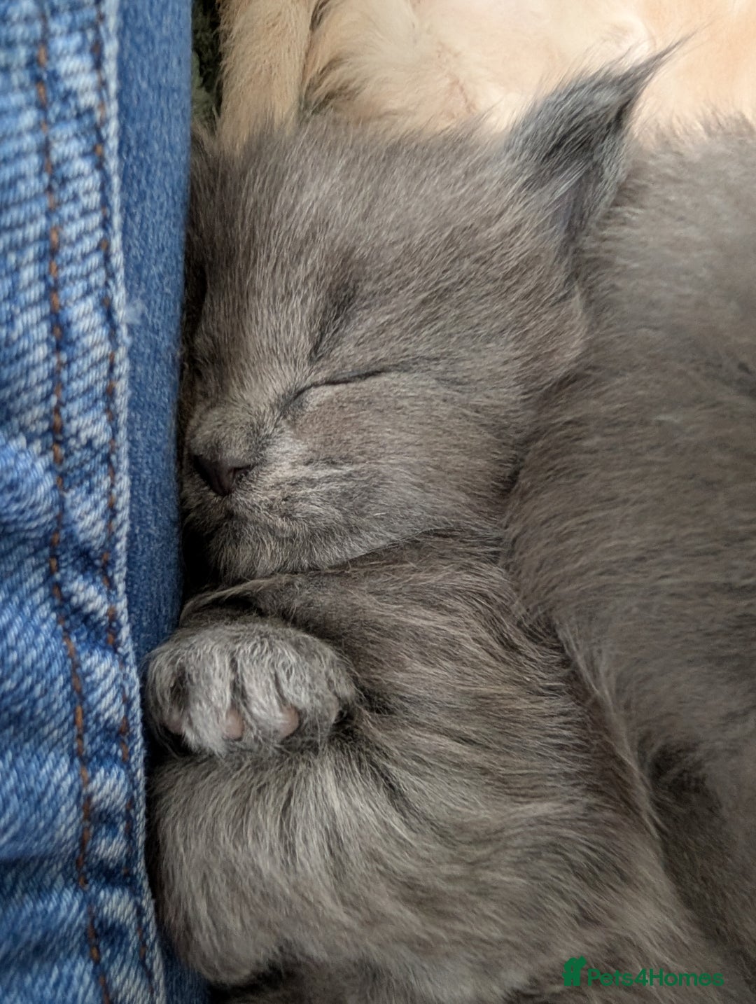 Maine Coon cats for sale: Beautiful Maine Coon Kittens - Image 4