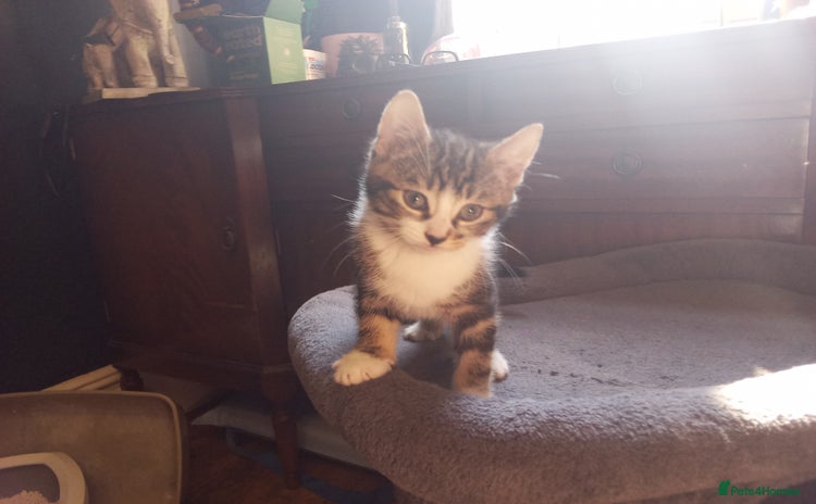Mixed Breed cats in Stoke-on-Trent - Advert 2