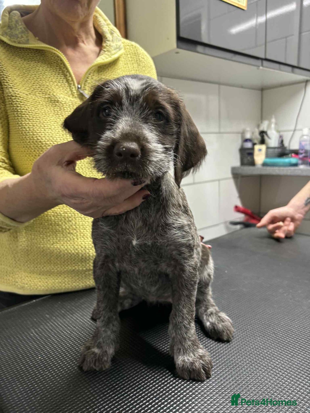 German Wirehaired Pointer dogs for sale: Stunning litter of German Wirehaired Pointers  - Advert 25