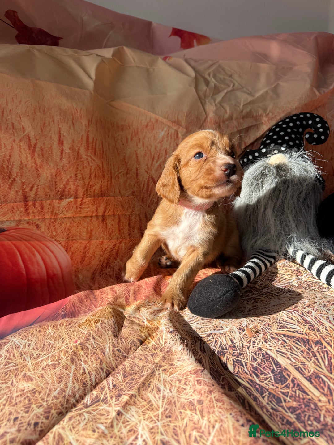 Cocker Spaniel dogs for sale: 🧡Fox Red WCS🧡 - Image 21