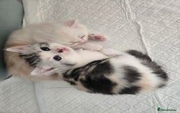 Mixed Breed cats for sale: Persian x kittens  - Image 5