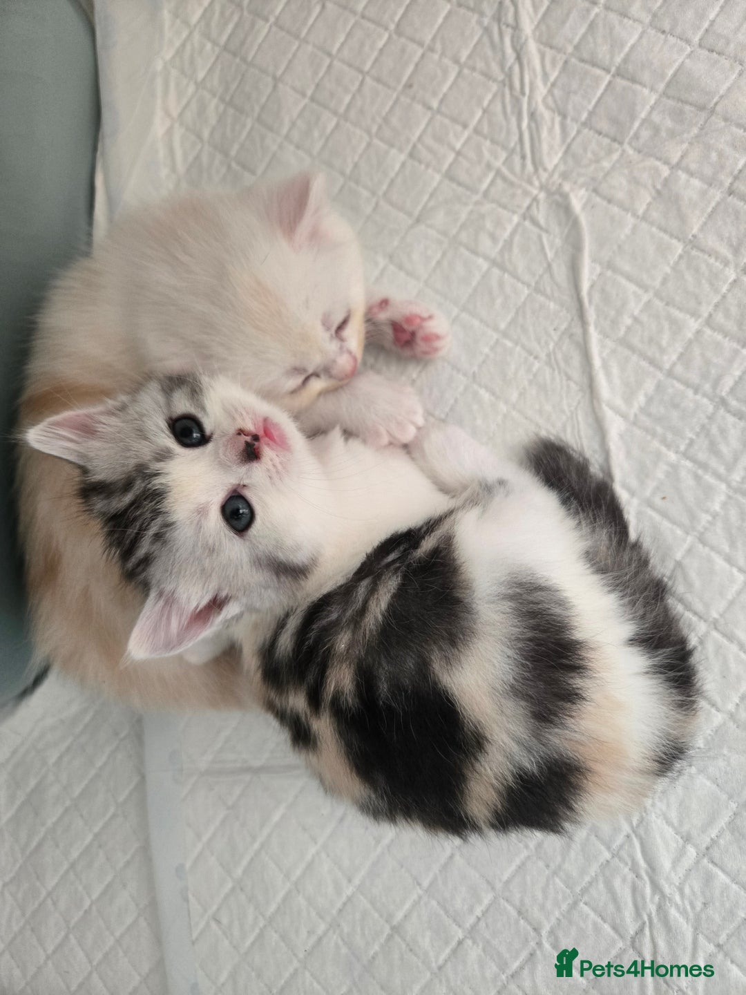 Mixed Breed cats for sale: Persian x kittens  - Image 5