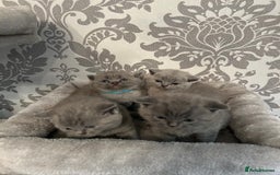 British Shorthair cats for sale: Stunning British shorthair kittens - Image 18