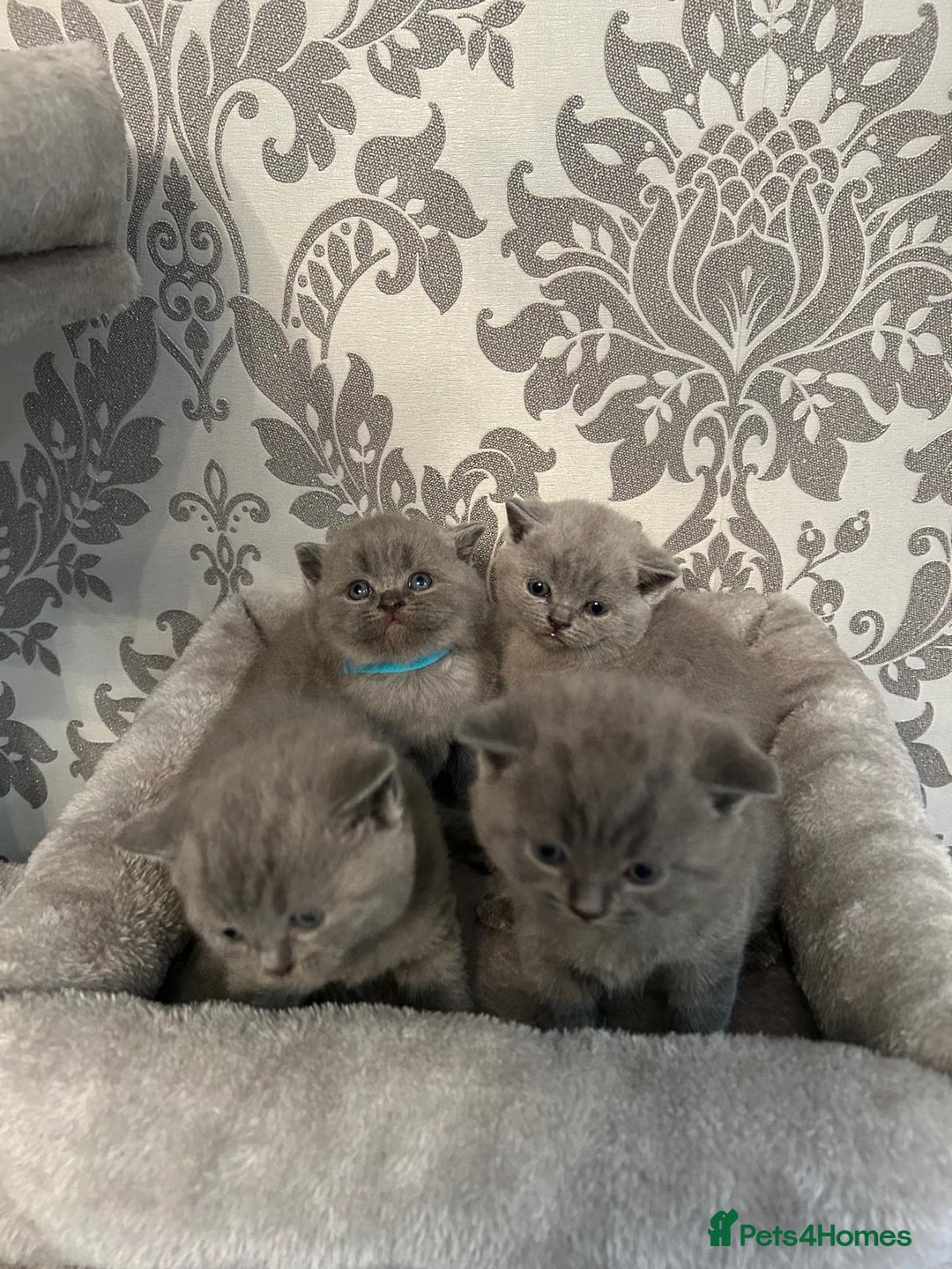 British Shorthair cats for sale: Stunning British shorthair kittens - Image 18